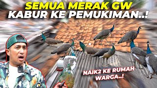 PANIKKK SEMUA MERAK GW KABUR KE PEMUKIMAN [upl. by Ahcurb]