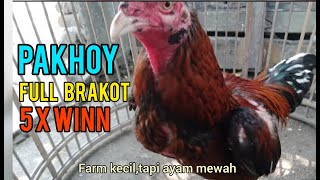 Ayam PAKHOY  BRAKOT [upl. by Ahsenrac]