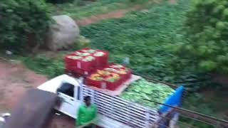 Hosachiguru integrated farm cucumber [upl. by Hevak536]