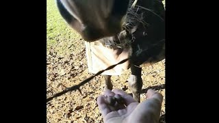 Giving acorn to a horse horselover 🌰 [upl. by Gregg880]