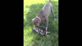 Neapolitan Mastiff and Australian Shepherd [upl. by Krisha]