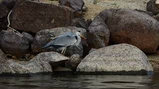 GARZA REAL PESCANDO UN CANGREJO [upl. by Ling]