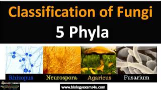 Fungi Classification  5 Phyla with examples fungi biologyexams4u [upl. by Ruskin]