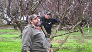 Apricot Pruning [upl. by Nitsirc]