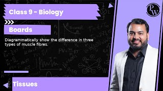 Diagrammatically show the difference in three types of muscle fibres [upl. by Eidoc]