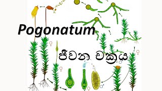 Life Cycle of Pogonatum  Pogonatum ජීවන චක්‍රය   AL Biology [upl. by Alleul]