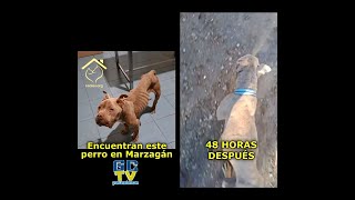 quotBebotequot el perro abandonado que se hizo viral se recupera y encuentra posibles adoptantes [upl. by Callie]