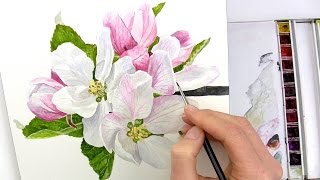 How to paint realistic apple blossom in watercolour with Anna Mason [upl. by Chiquia]