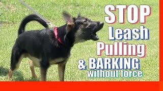 How to Train your Dog to Stop Pulling on Leash Without Force and Without Treats Zeus the GSD [upl. by Nallid]