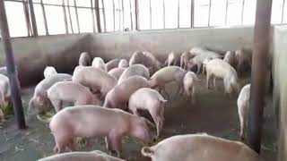 Feeding Pigs with Hydroponics fodder in Nigeria [upl. by Eneja]