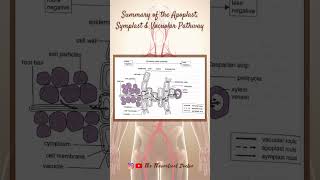 Summary Of The Apoplast Symplast amp Vacuolar Pathway 🌱 PreU Biology STPMALevels shorts short [upl. by Sven]