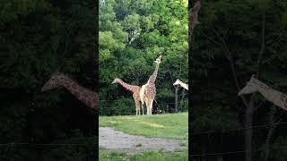 Nice Giraffes🦒 [upl. by Marv663]