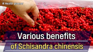 Various benefits of Schisandra chinensis on our body [upl. by Jarrad888]