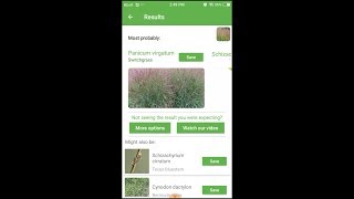 PlantSnap identifies a Switchgrass Panicum virgatum [upl. by Borreri]