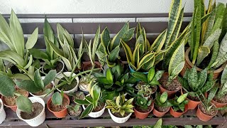 15 Types  Varieties of Sansevieria  Snake Plant With Names and Comparison [upl. by Sheley]