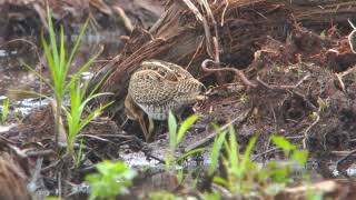 Juvenile Pin tailed Snipe [upl. by Arodnahs]