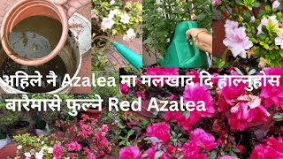 Azalea Plant मा धेरै फुल फुलाउने Tips  Give Fertilizer For Azalea In October gardening flowers [upl. by Whit]