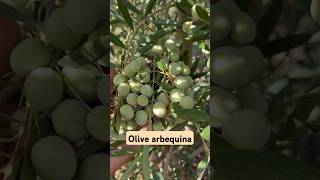 زيتون أربيكينا olive arbequina [upl. by Felten]