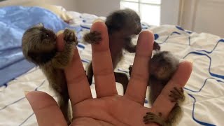 Adorable Finger Marmoset Monkey [upl. by Neliac332]