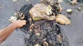 115 plastic cups 4 bottles and 2 flipflops found inside dead whale [upl. by Barger]