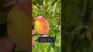 How to Tell When to Pick a Peach [upl. by Clovis]