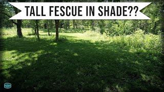 Tall Fescue Vs Fine Fescue In Shady LawnWhich Is BEST [upl. by Dopp]