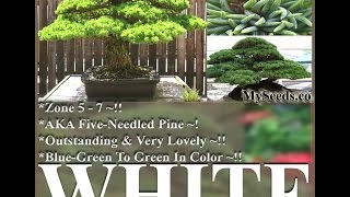 Japanese White Pine Japanese Five Needle Pine Pinus parviflora Tree Seeds on wwwMySeedsCo [upl. by Cornia]