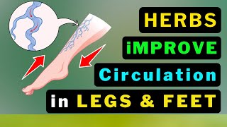 10 Miracle Herbs to Supercharge Your Leg Circulation NOW [upl. by Atwahs33]