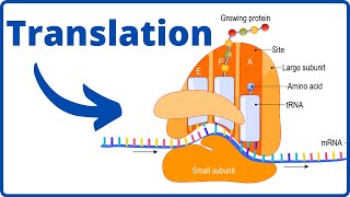 What happens during translation Biology [upl. by Joab]