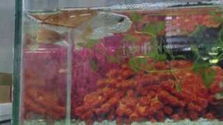 เพาะปลากัดง่ายๆ Breeding Betta รถเมล์พาทัวร์ [upl. by Swehttam]