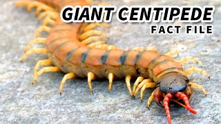 Giant Centipede the LARGEST living CENTIPEDE  Animal Fact Files [upl. by Hcirteid]