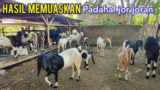 Sesimpel Ini Ternak Kambing Ala Kadarnya Tapi Kambingnya Istimewa [upl. by Lynnette732]