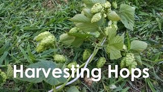 How We Harvest and Dry Hops [upl. by Muslim]