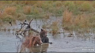 806 and Her Yearling Stop for Clay  September 9 2024 exploreorg [upl. by Orv592]