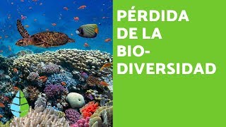 PÉRDIDA de la BIODIVERSIDAD CAUSAS y CONSECUENCIAS [upl. by Yecart588]