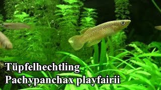 Tüpfelhechtling Pachypanchax playfairii ZOO Aquarium Thüringer Zoopark Erfurt [upl. by Jude]