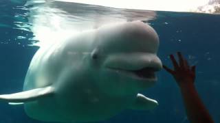 Beluga whale says BOO at Mystic Aquarium [upl. by Kele]