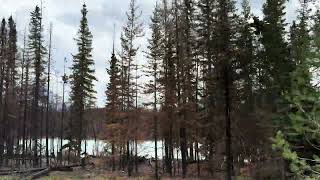 Jasper National Park Fire Aftermath  Quick Driveby  September 2024 [upl. by Vocaay]