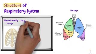 رحلة النجاح في Respiratory Physiology تبدأ وتكتمل في يوم واحد [upl. by Mick]