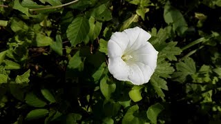 Calystegia sepium Wild morning glory [upl. by Ytok]