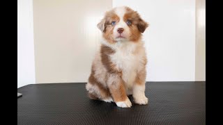 Adorable AKC Mini Australian Shepherd Puppies For Sale In Ohio [upl. by Nlycaj]