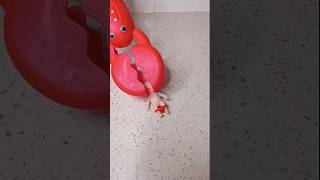 Lobster 🦞😭😭 funny squishy toys memes baby cute [upl. by Aurelie154]