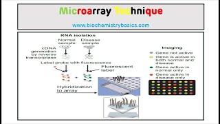 Microarray Technique  DNA Microarray [upl. by Akayas]