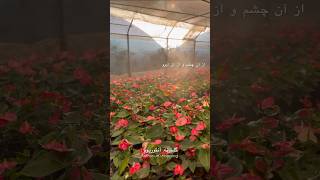 anthurium garden anthuriumplant plants gardening adeniumflowerplants nature flowers iran [upl. by Zacks]