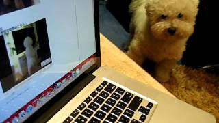 DOG BARKING  Bichon Frise [upl. by Nat]