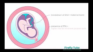 Rapid fFN Test [upl. by Llertnac]