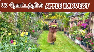 Ukலா நான் ஏமாந்த ஒரு விஷயம்HOW TO PLANT ROSE  APPLE TREE GROWING FROM SEEDSTAMIL WORKING MUM [upl. by Mcneely]