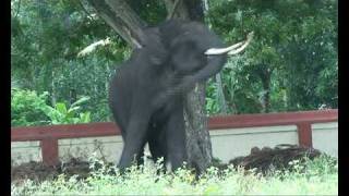 Cruelty  Elephant Child Bizarre Behaviour  chained in a Temple [upl. by Fotzsyzrk]