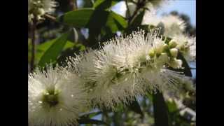 白千層  Cajeput tree [upl. by Sasnak934]