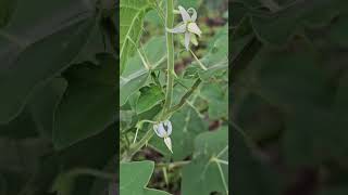 Solanum with White flowers [upl. by Genny]